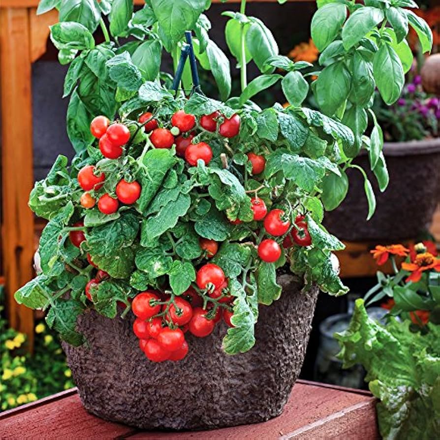 Dwarf Red Robin Tomato Seeds for Planting – Heirloom, Non-GMO, High Germination Organic Vegetable Seeds
