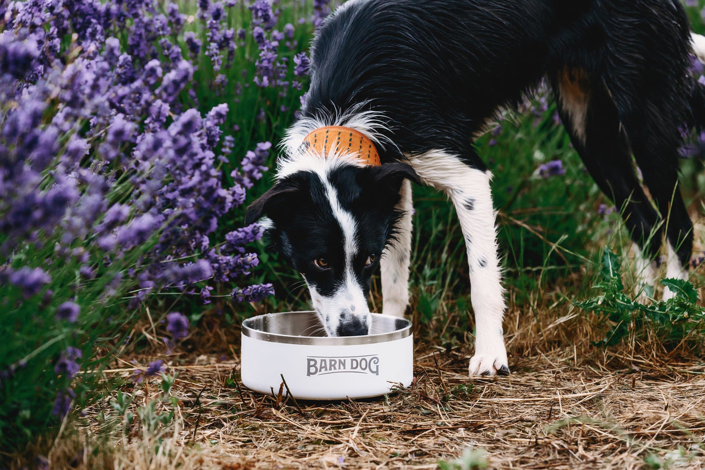 Barn Dog Bowl
