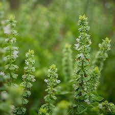 Sweet Basil Herb Seeds for Planting – Heirloom & Non-GMO Essential for Culinary & Medicinal Gardens